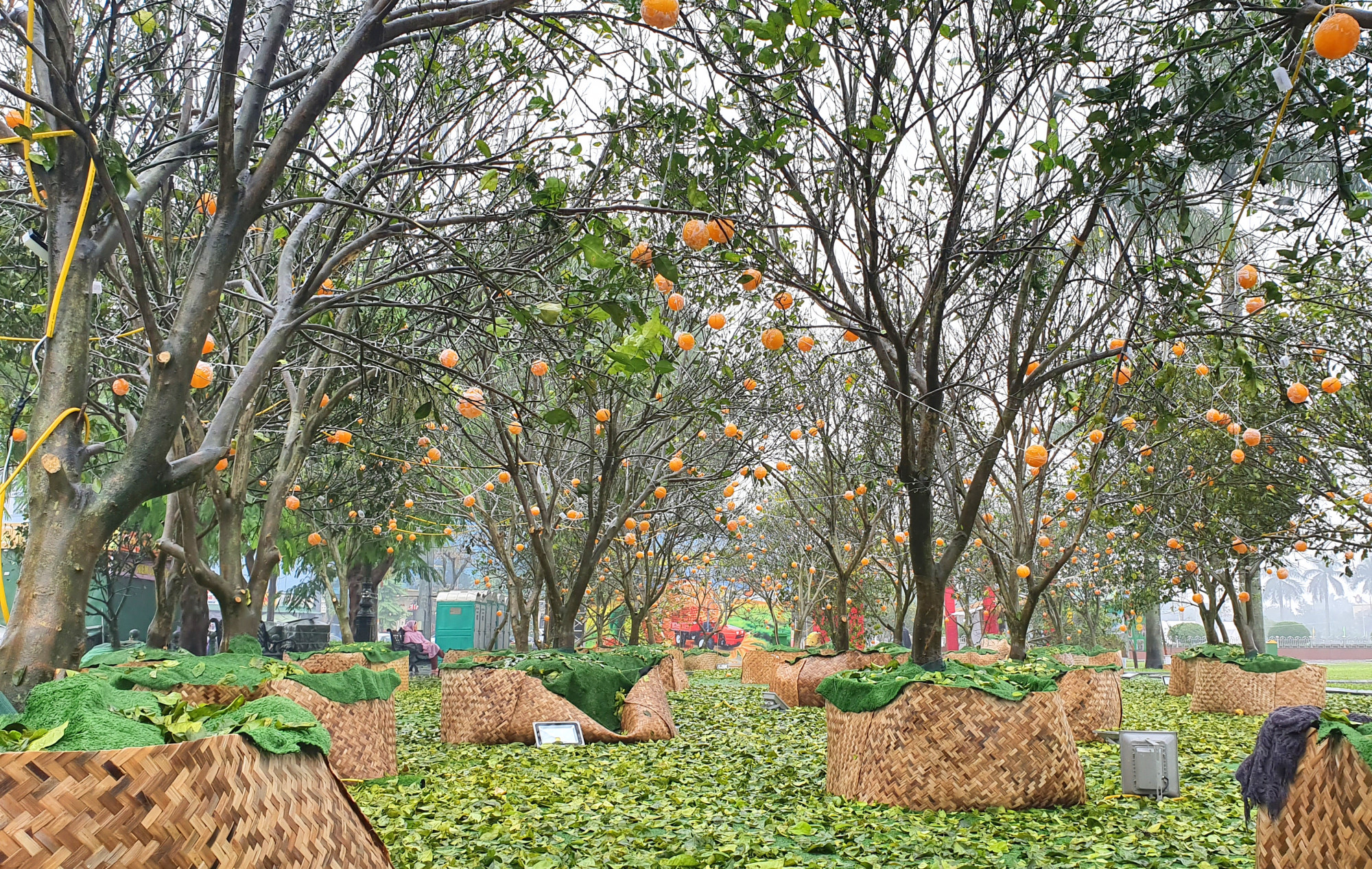 Cả vườn cam được đưa đến trưng bày tại lễ hội
