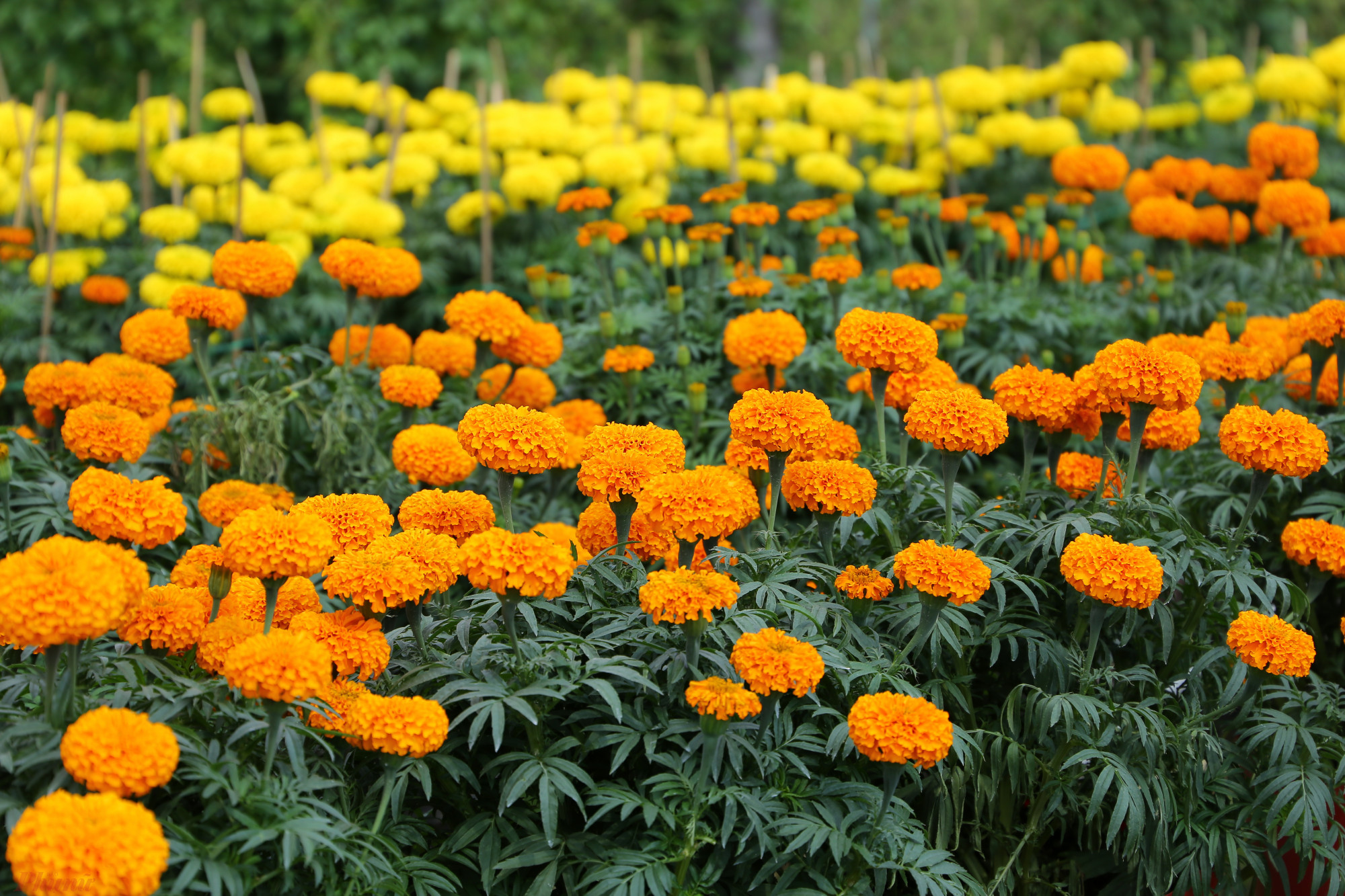 Hoa vạn thọ cũng được ưa chuộng trong ngày Tết. Mỗi hộ đều trồng hàng nghìn chậu vì hoa dễ chăm sóc. Giá hoa được thương lái mua tại vườn là 40.000 đồng/că. Người nông dân có thể lãi khoảng 10.000-15.000 đồng/cặp.