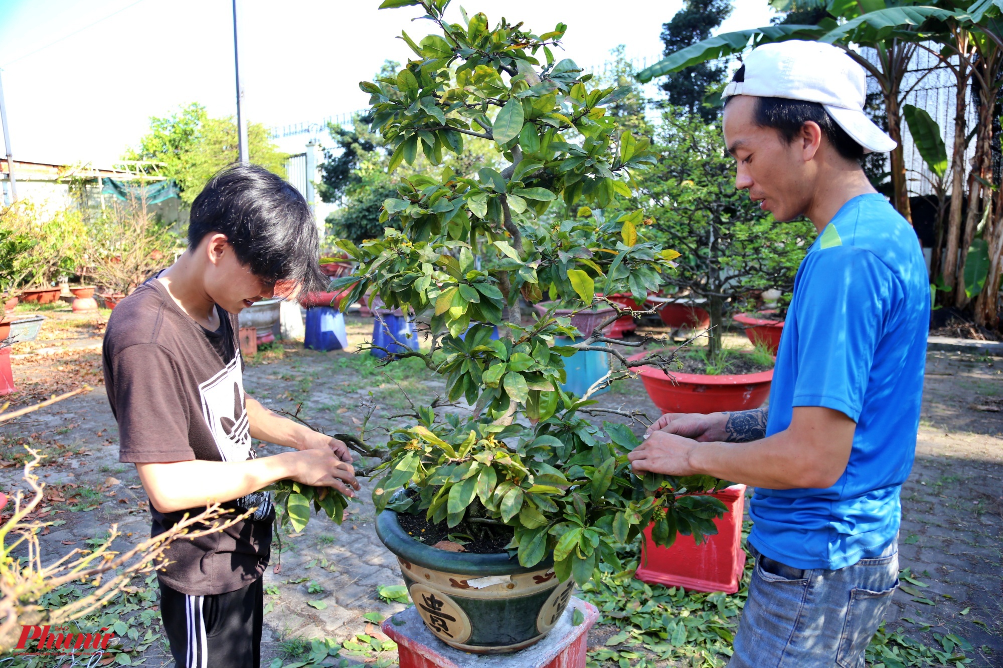 Mỗi chậu mai lớn thường có từ 2 đến 3 người làm, với cây cao thì phải dùng ghế để ngắt hết lá trên ngọn.