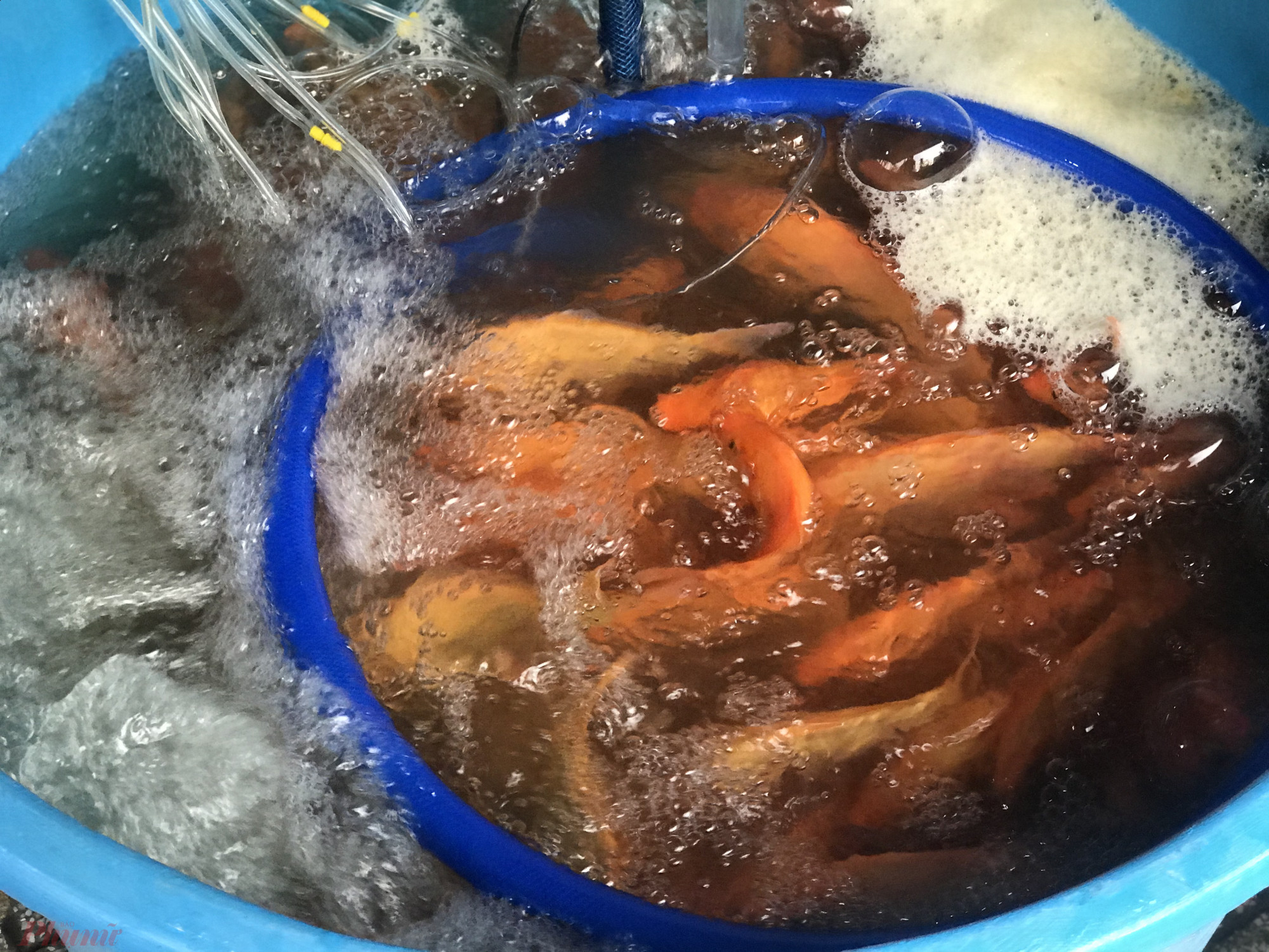 Chị Linh, chủ cửa hàng cá tại quận 3 cho hay, năm nay số lượng cá chị lấy về phục vụ cho ngày ông Công, ông Táo không đổi so với năm ngoái là khoảng 100 kg. Với giá bán từ 