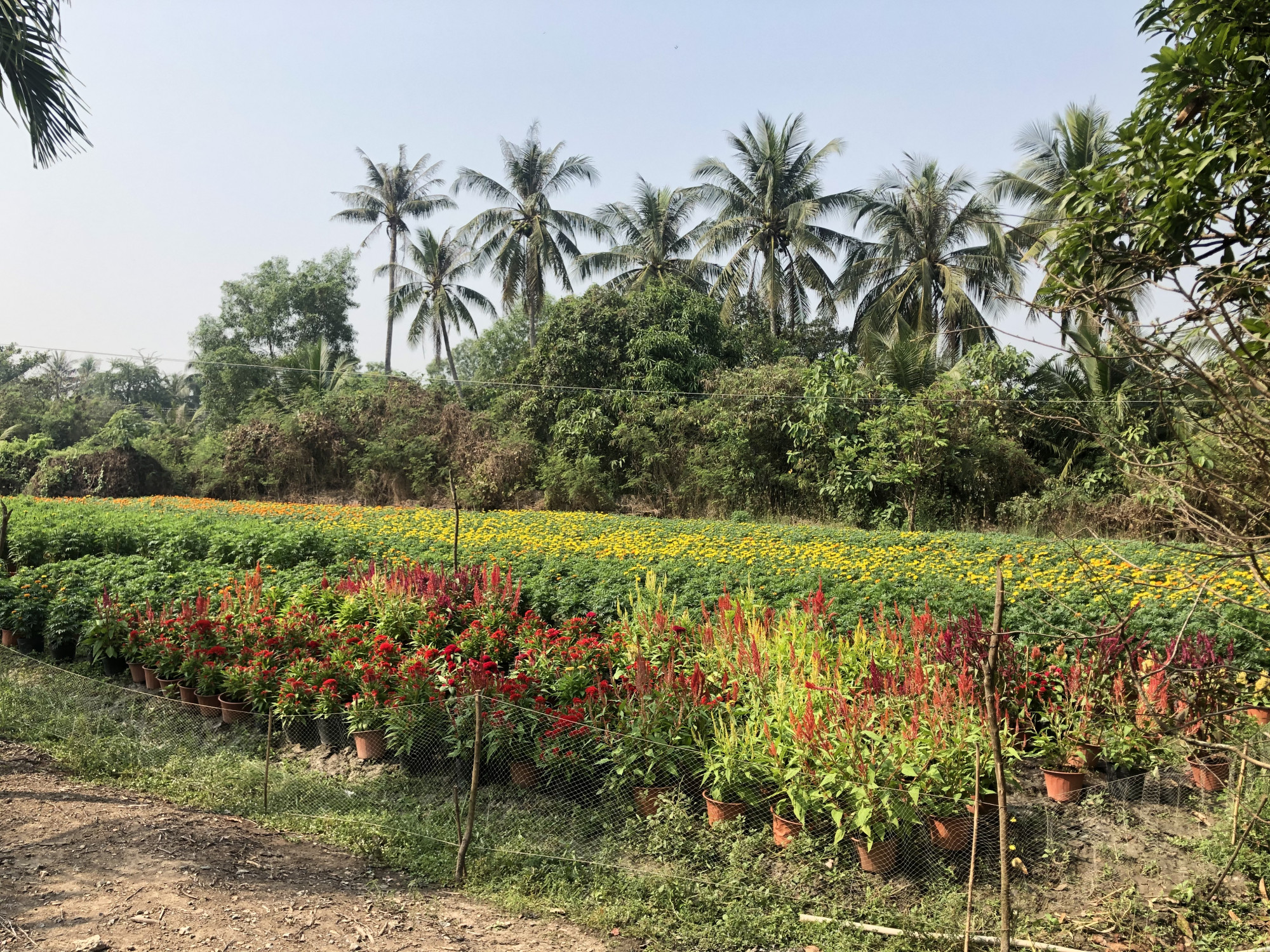 Các hộ gia đình nơi đây ít thì trồng vài sào hoa Tết, nhà nào nhiều trồng cả vào công đất hoa Tết. Ảnh: Thanh Huyền.