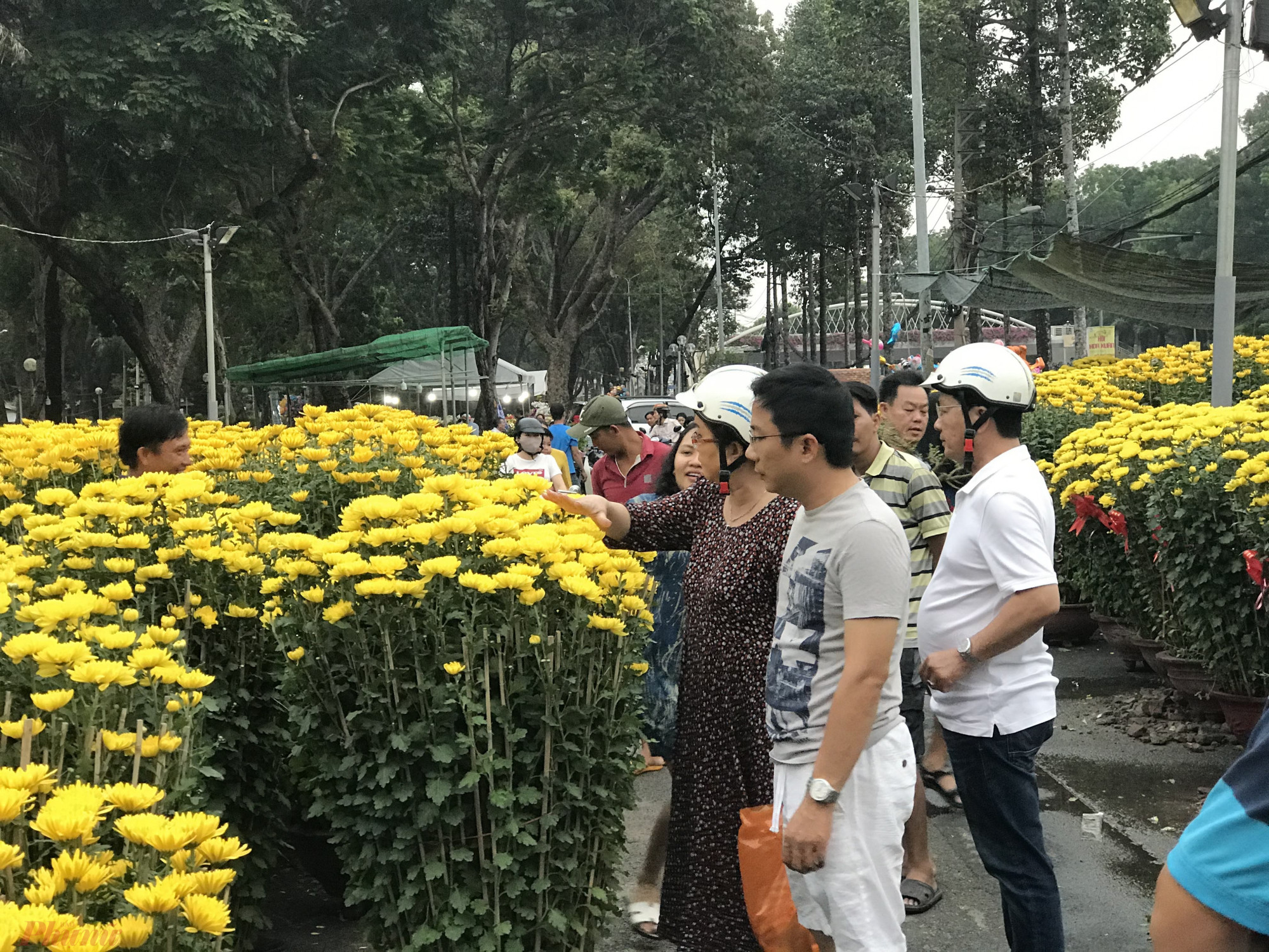 Một người bán hoa cúc Ninh Hoà lâu năm tại công viên này cho hay, riêng năm nay điểm bán vận chuyển gần 20 xe tải hoa cúc vào TPHCM bán mỗi xe khoảng 40-80 chậu tuỳ kích thước.