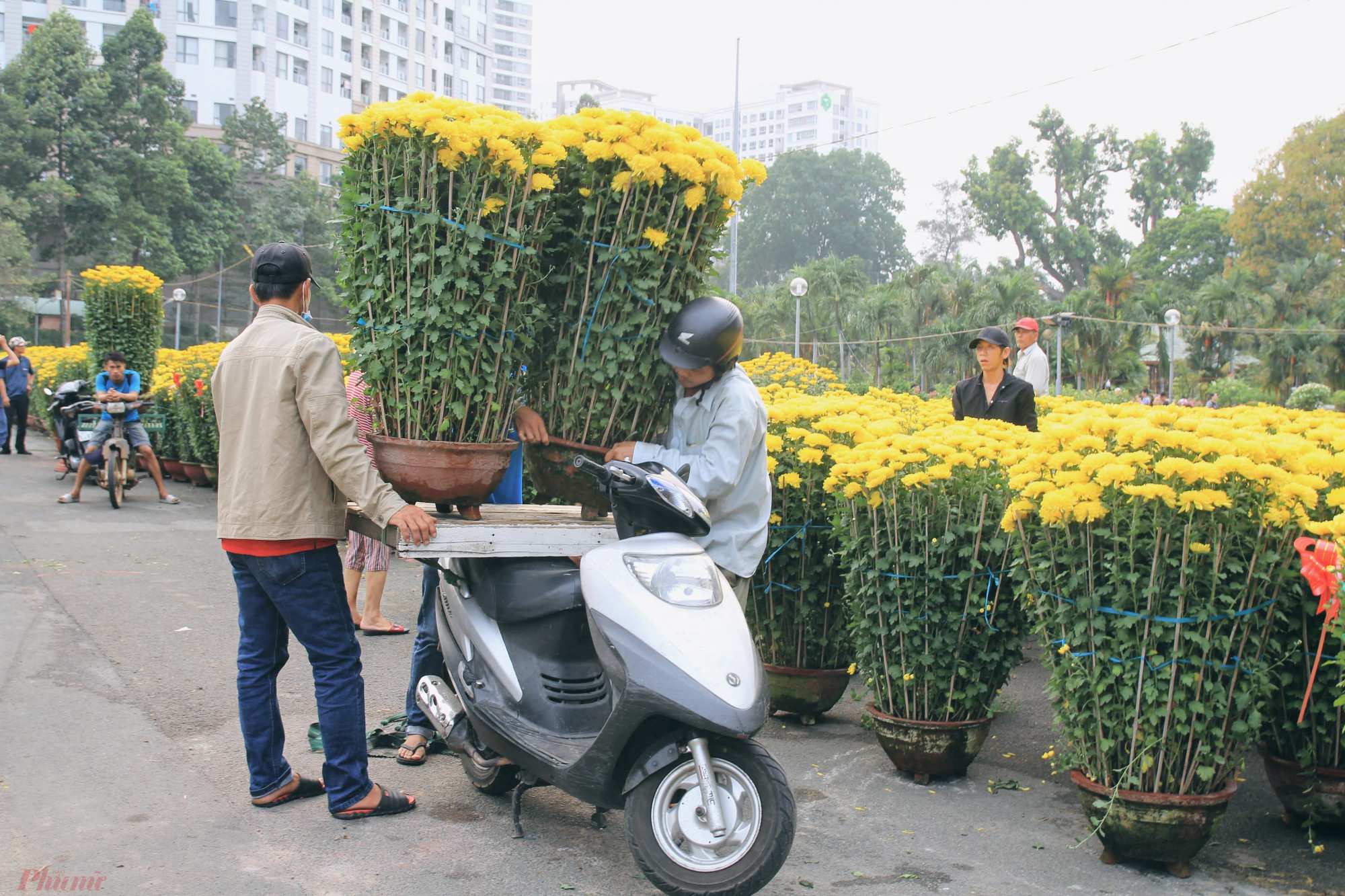 Nhiều người mua cúc buộc phải trả thêm từ 100.000-150.000 một cuốc xe chở hoa cho người vận chuyển, số tiền này sẽ đắt hơn nếu di chuyển bằng xe thùng hoặc xe tải cỡ nhỏ.