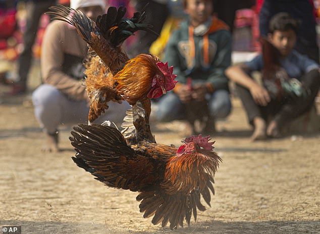 Tòa án Tối cao Ấn Độ cấm việc tổ chức những trận đấu gà, nhưng người dân vẫn thường tổ chức đá gà như một hoạt động lễ nghi truyền thống.