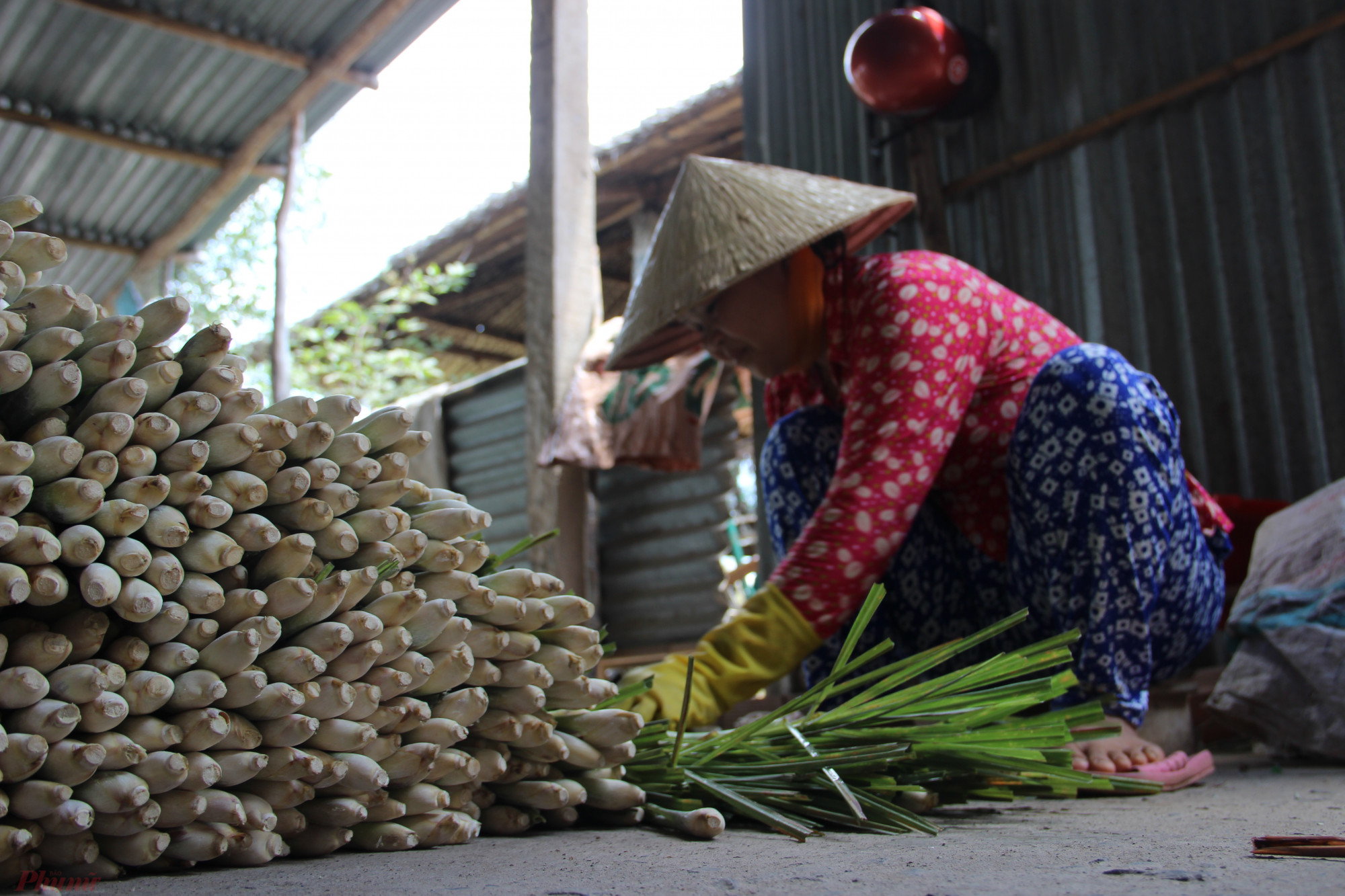 Nông dân tất bật thu hoạch hoa màu để bán trong dịp Tết.