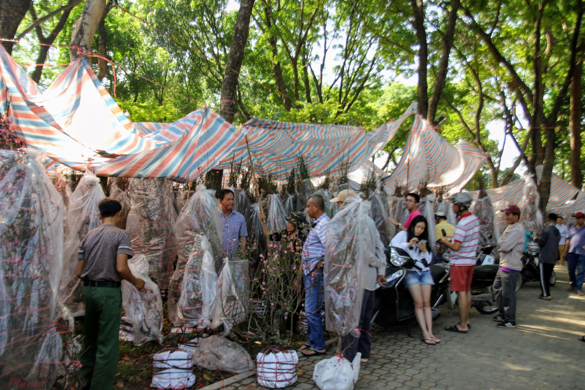 Chợ đào Bắc tại công viên Gia Định (quận Gò Vấp) hàng năm đều nhộn nhịp từ 19, 20 tháng Chạp.