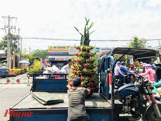 Nhiều loại kiểng tết đặc thù phải chở bằng xe thùng thay vì xe máy vì rất dễ rơi, rụng. Ảnh: Quốc Thái