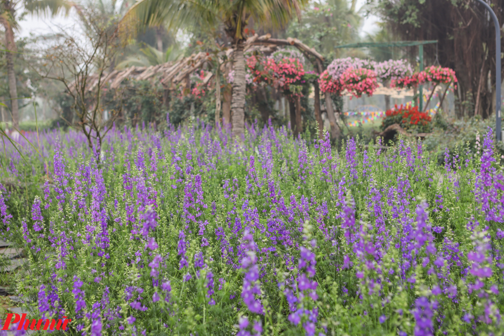 Khu vườn lavender bên cạnh những con đường hoa