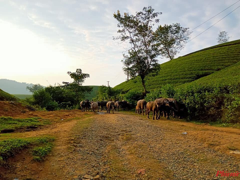 Đàn trâu thong dong bêm chân đồi chè