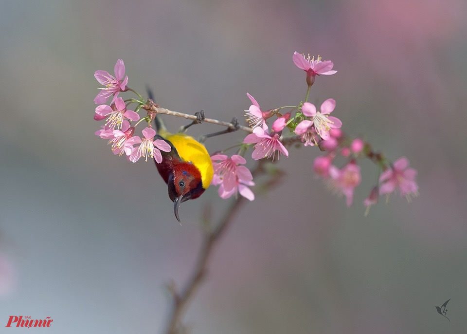 Một chú chim hút mật bụng vàng như ''làm xiếc'' bên nhánh hoa đào để tạo sự ''chú ý