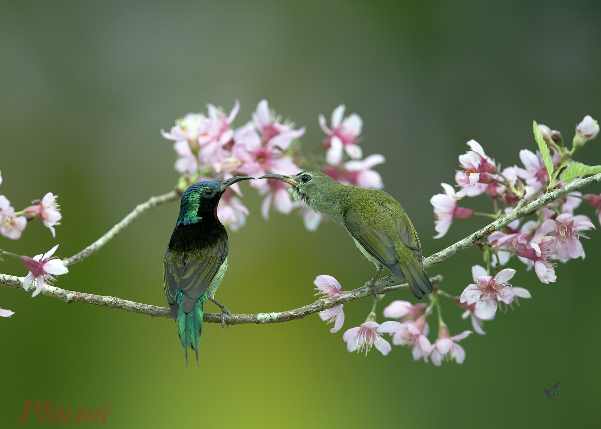 Hai con chim hút mật cùng tiếp cận một nhánh hoa nhưng có vẻ như chúng không trang giành nhau để hút mật mà như đang muốn khoe sắc với hoa đào
