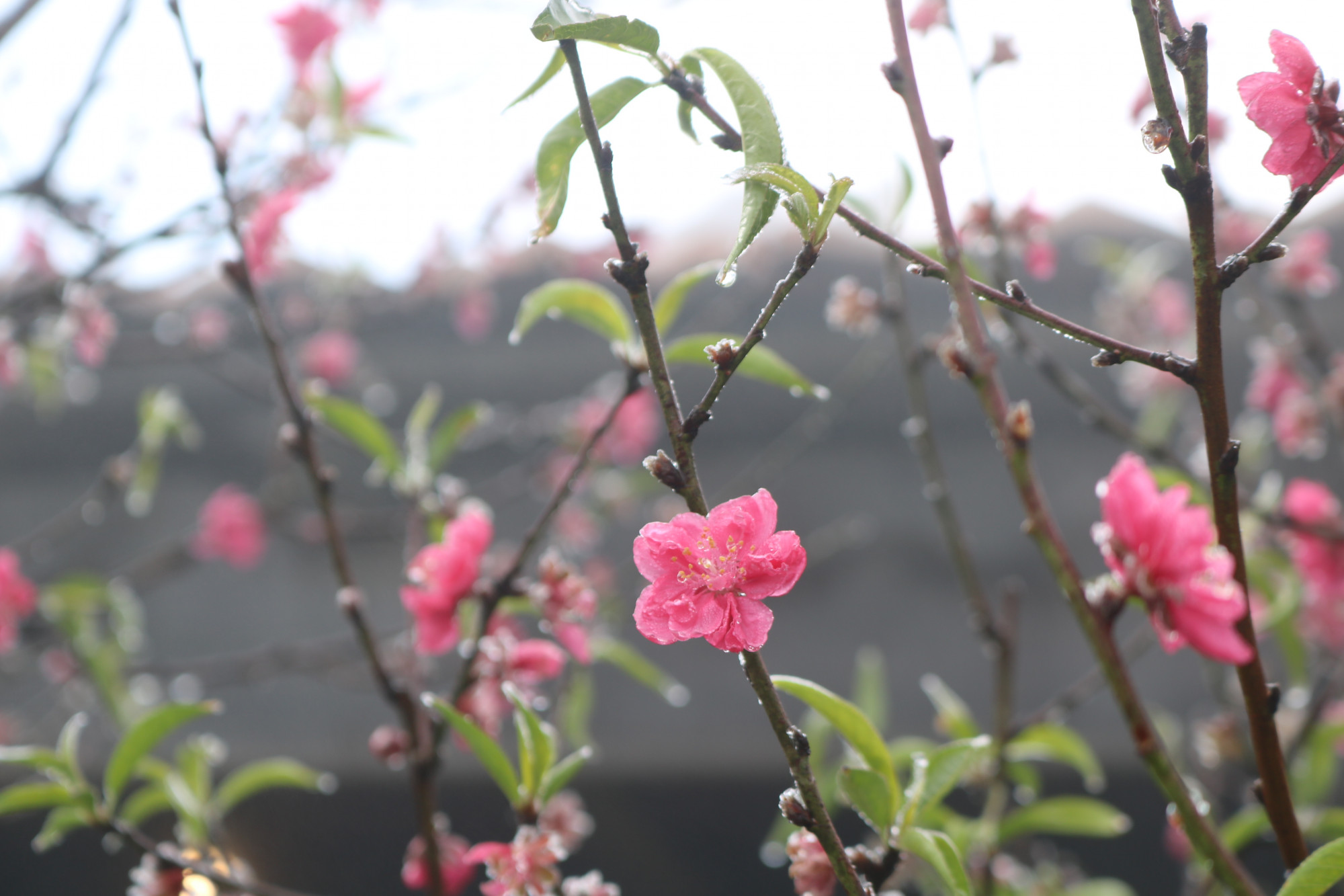 Sương đóng thành tuyết trên những cánh hoa đào