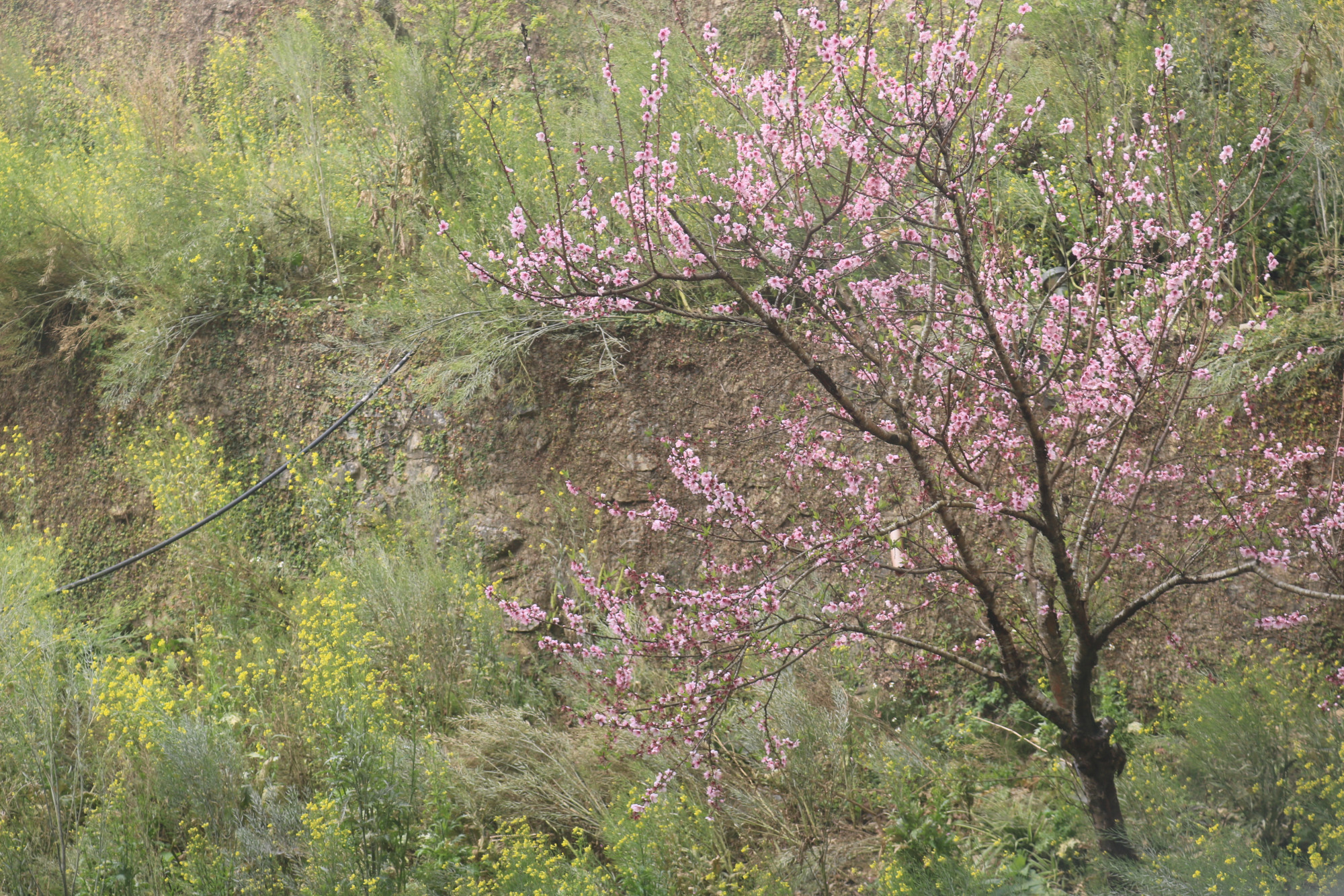 Hoa đào, hoa cải thơ mộng bên chân núi