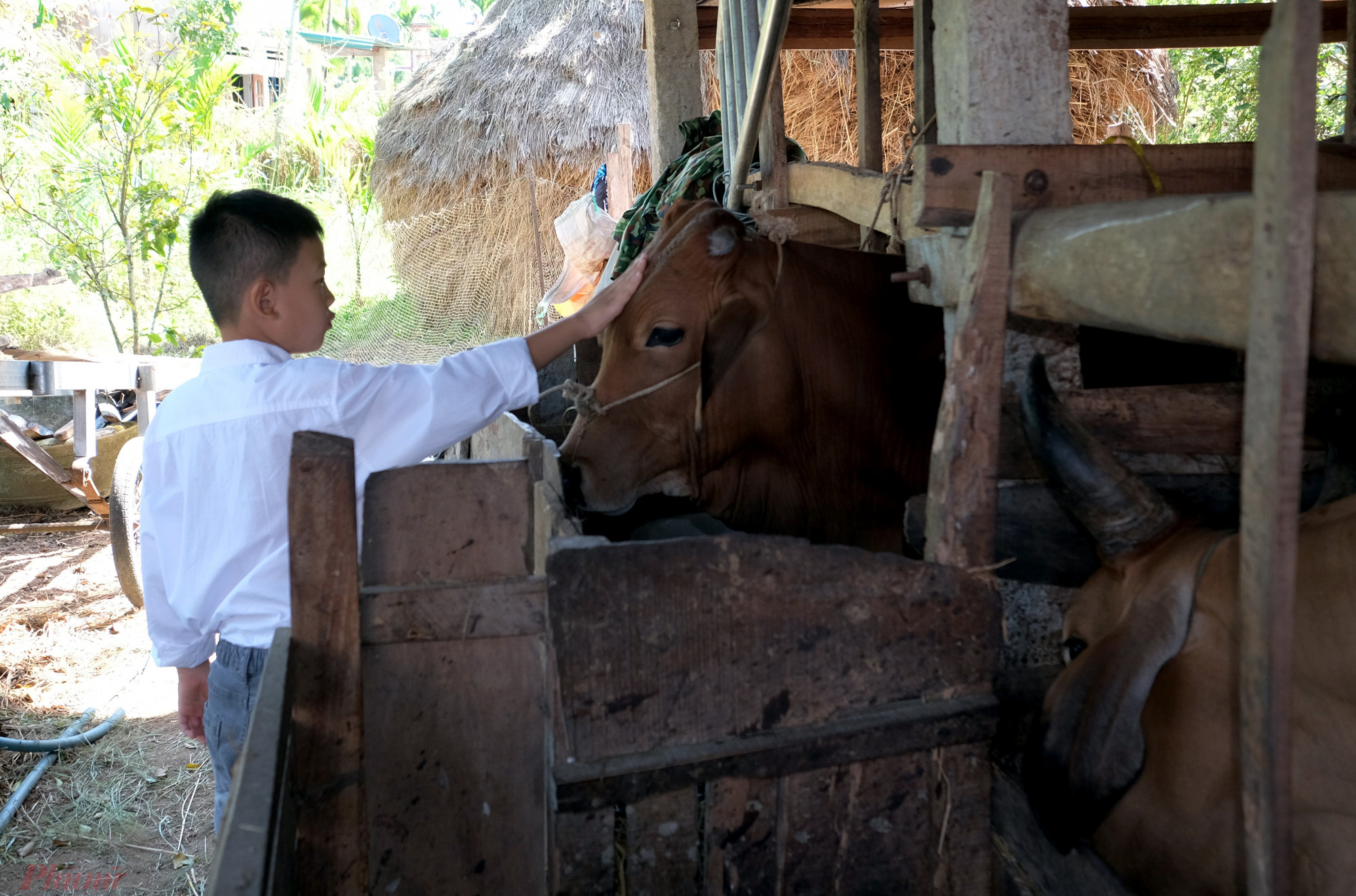 Trước lúc trở lại thành phố, những đứa trẻ thật sự quyến luyến khi tạm biệt ''người bạn mới'' ở quê