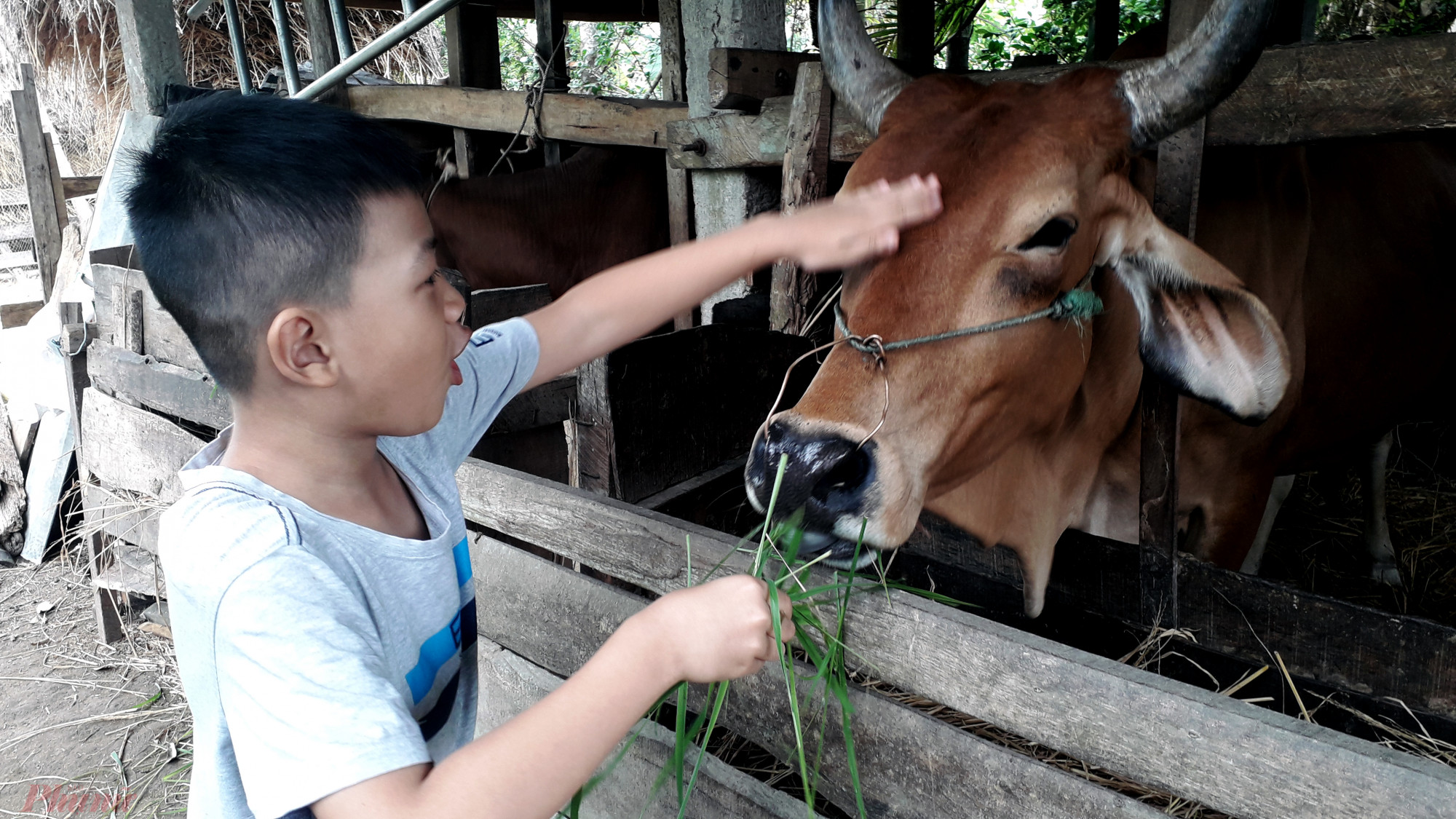 Với những đứa trẻ ở phố được cho bò ăn có và sờ vào đầu bò là trải nghiệm khó quên khi về quê chơi tết