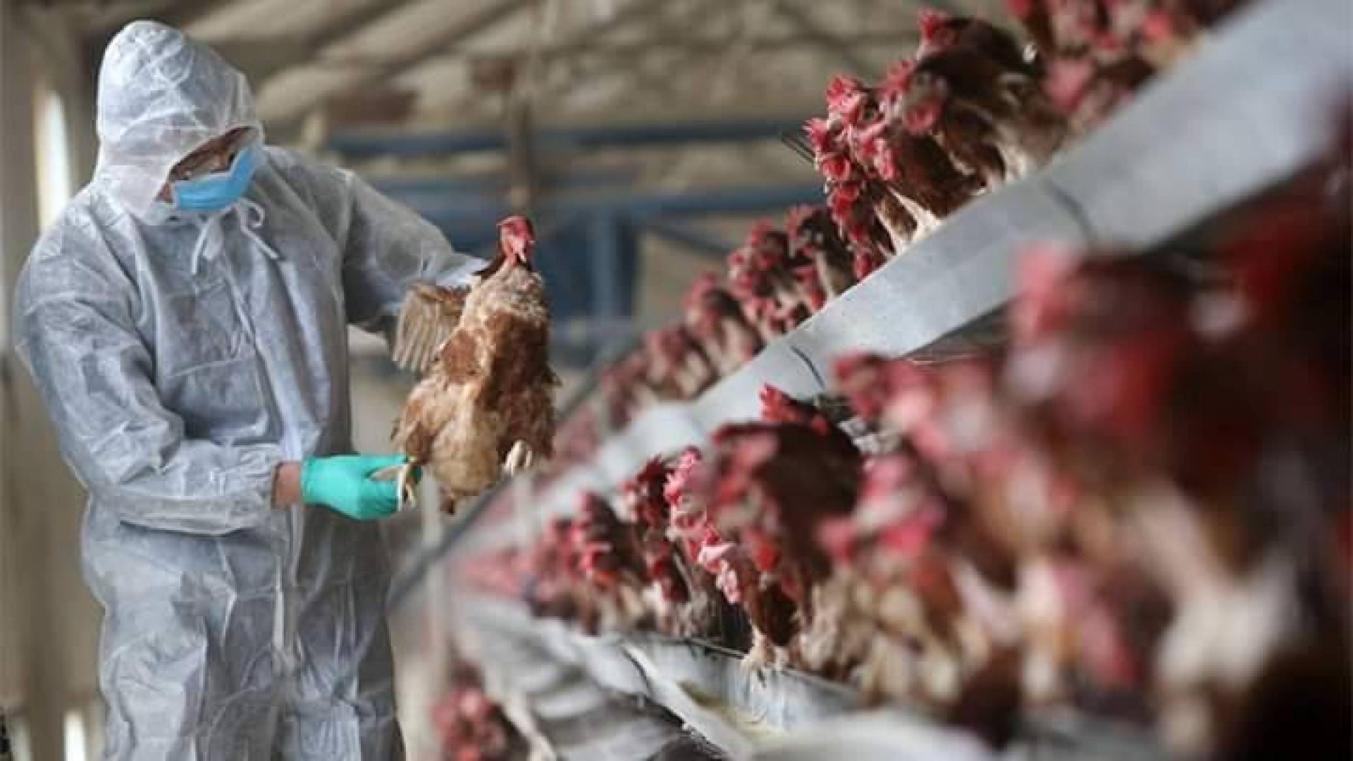 Trung Quốc phát hiện ổ dịch cúm A (H5N1) mới tại tỉnh Hồ Nam.