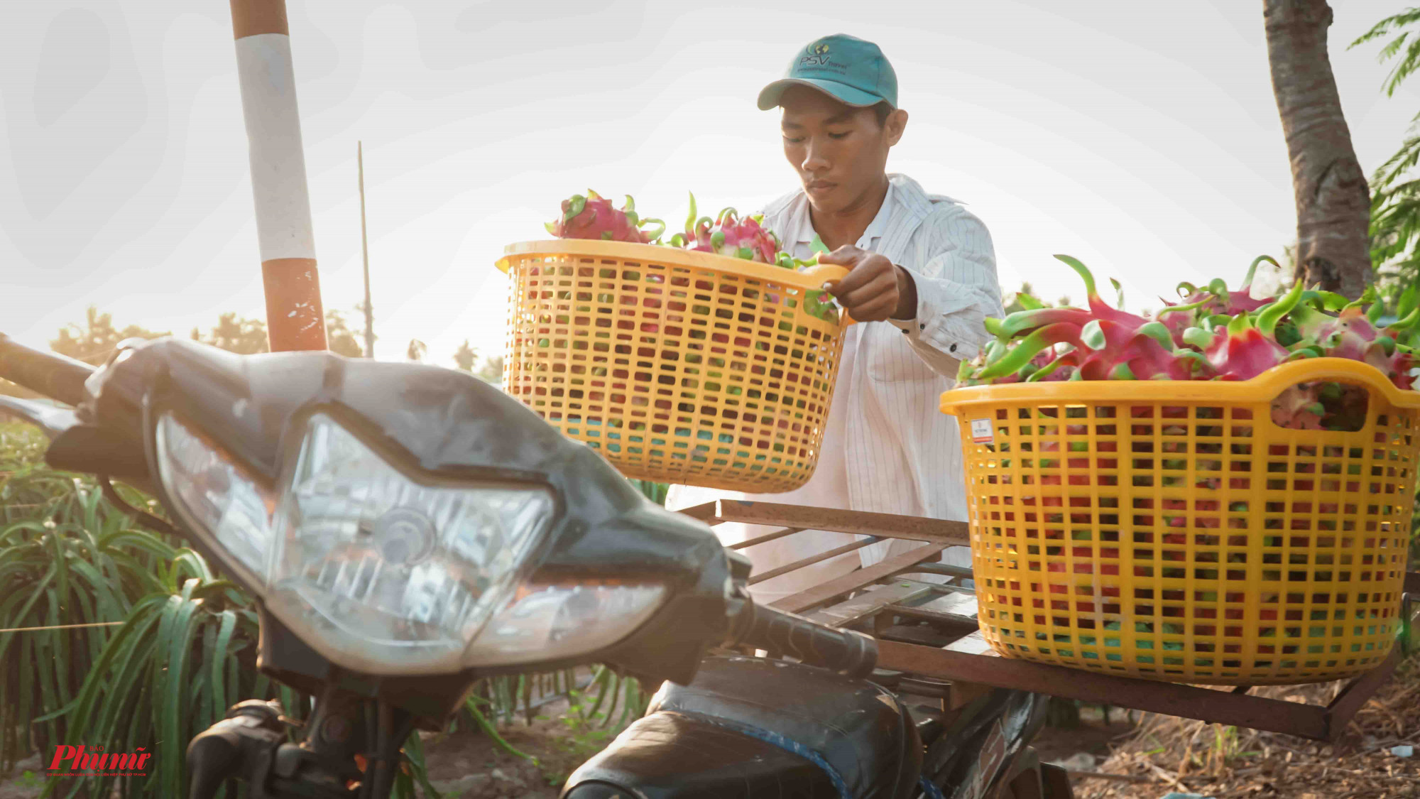 Sau khi gom lại, thanh long được chở đến chủ vựa