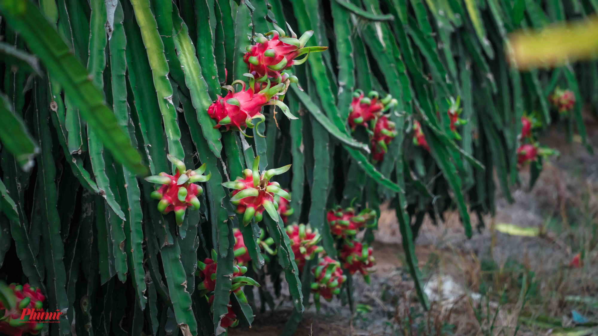 Nhiều vườn thanh long bị chủ vườn bỏ phế, không thu hoạch