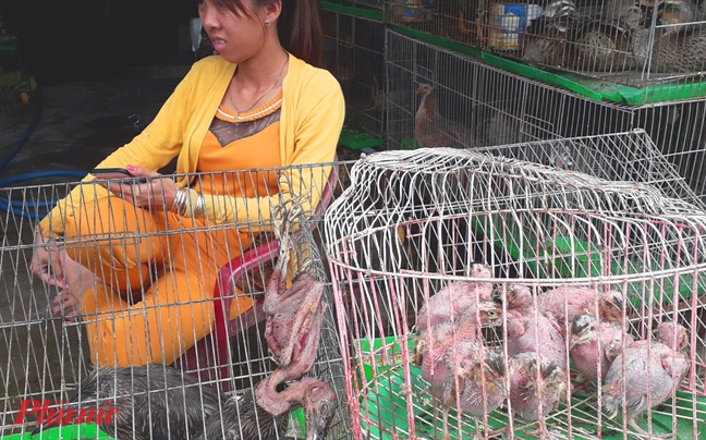 Cảnh bày bán, giết thịt chim trời tại chợ Nông sản Thạnh Hóa - Ảnh tư liệu: Trung Thanh.