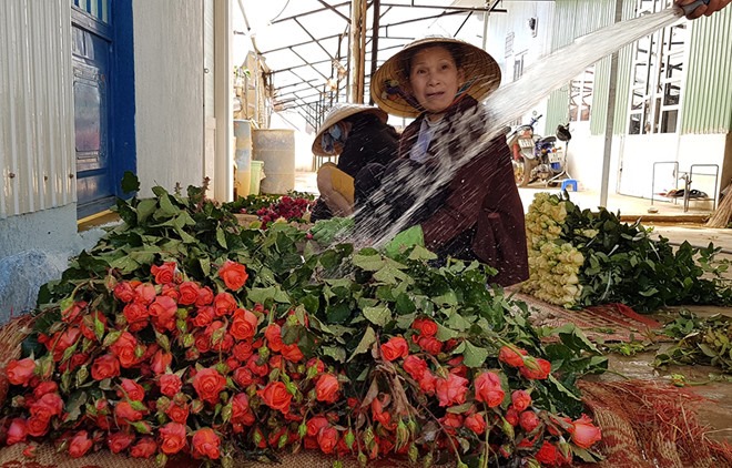 Chưa mua Valentine nào hoa hồng Đà Lạt ế ẩm như năm nay - ảnh Gia Bình