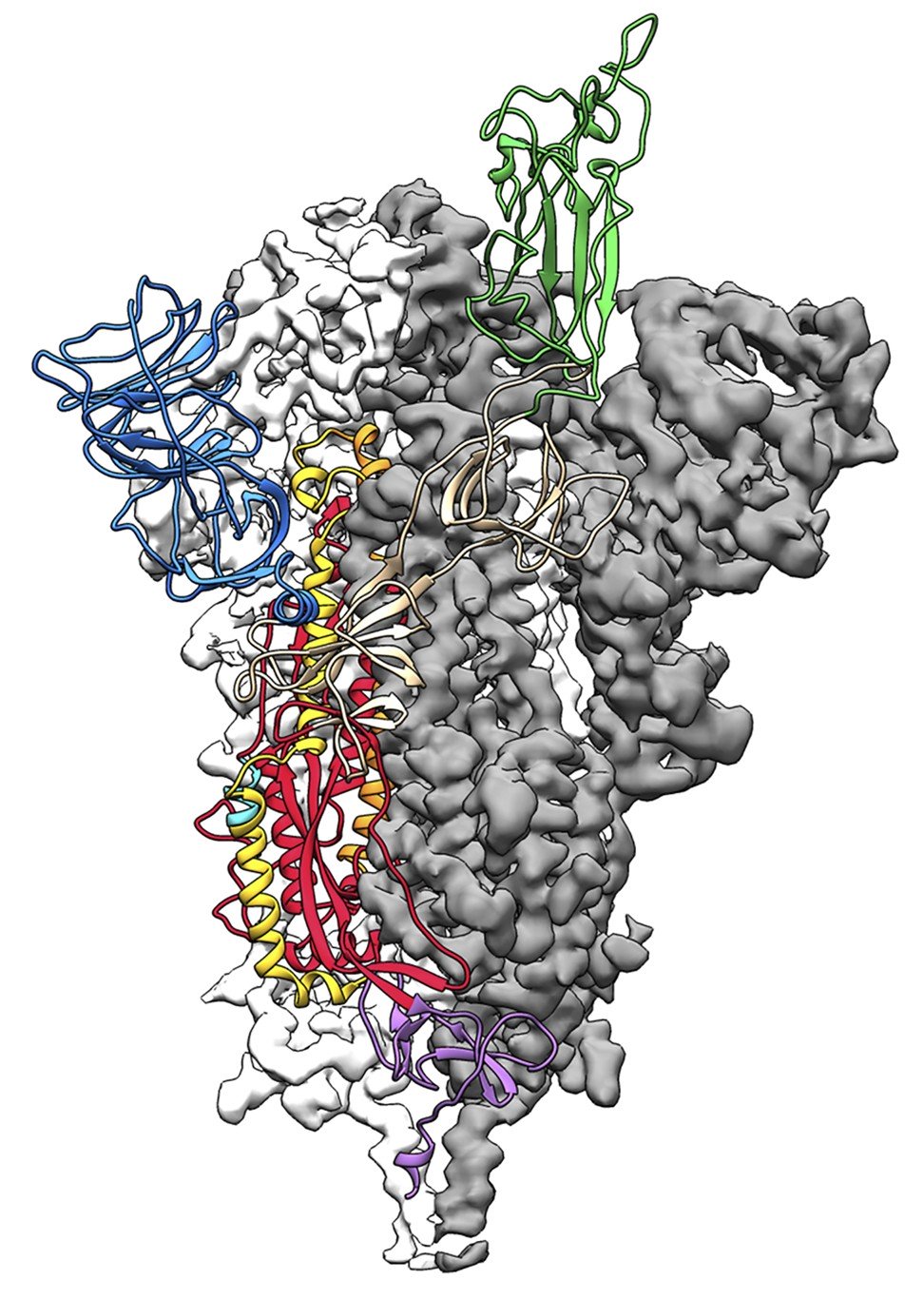 Bản đồ tỷ lệ nguyên tử 3D, hoặc cấu trúc phân tử, của protein tăng đột biến 2019-nCoV - Ảnh: AFP