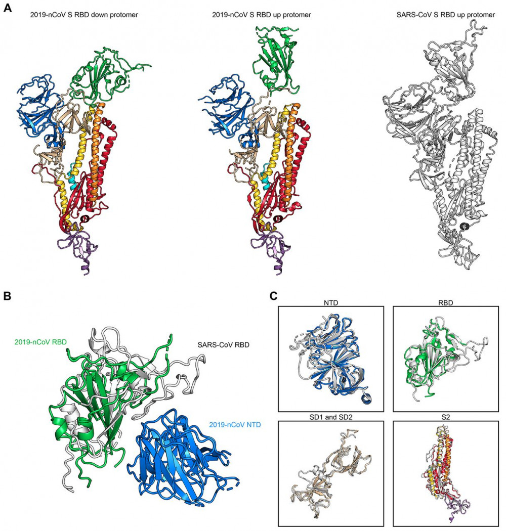 Các nhà khoa học Mỹ công bố hình ảnh 3-D về cách sắp xếp chuỗi protein của virus gây bệnh COVID-19, bên cạnh hình ảnh chuỗi protein của virus gây bệnh SARS.