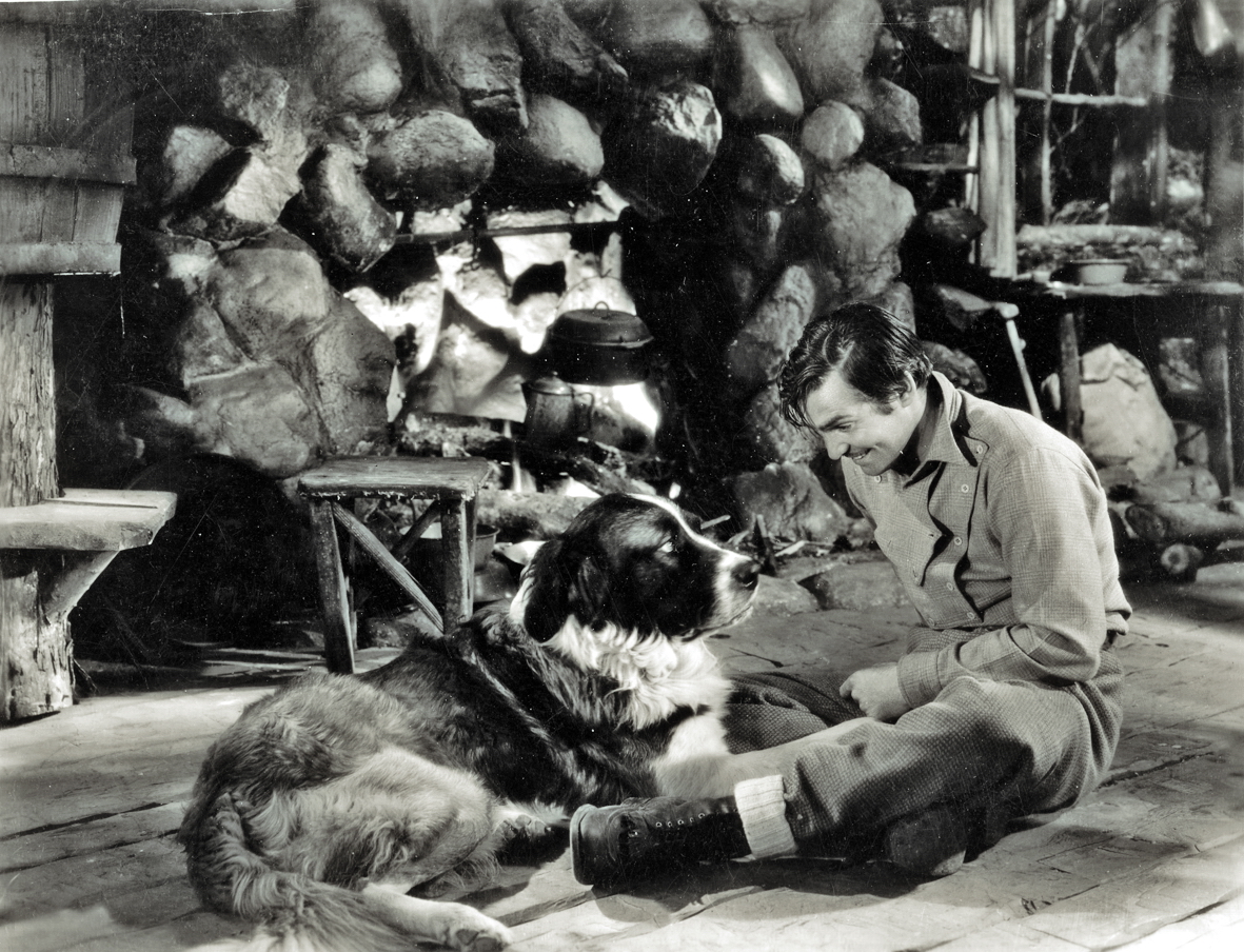 Nam tài tử Clark Gable và Buck trong bản điện ảnh năm 1935 (bắt đầu quay năm 1934)