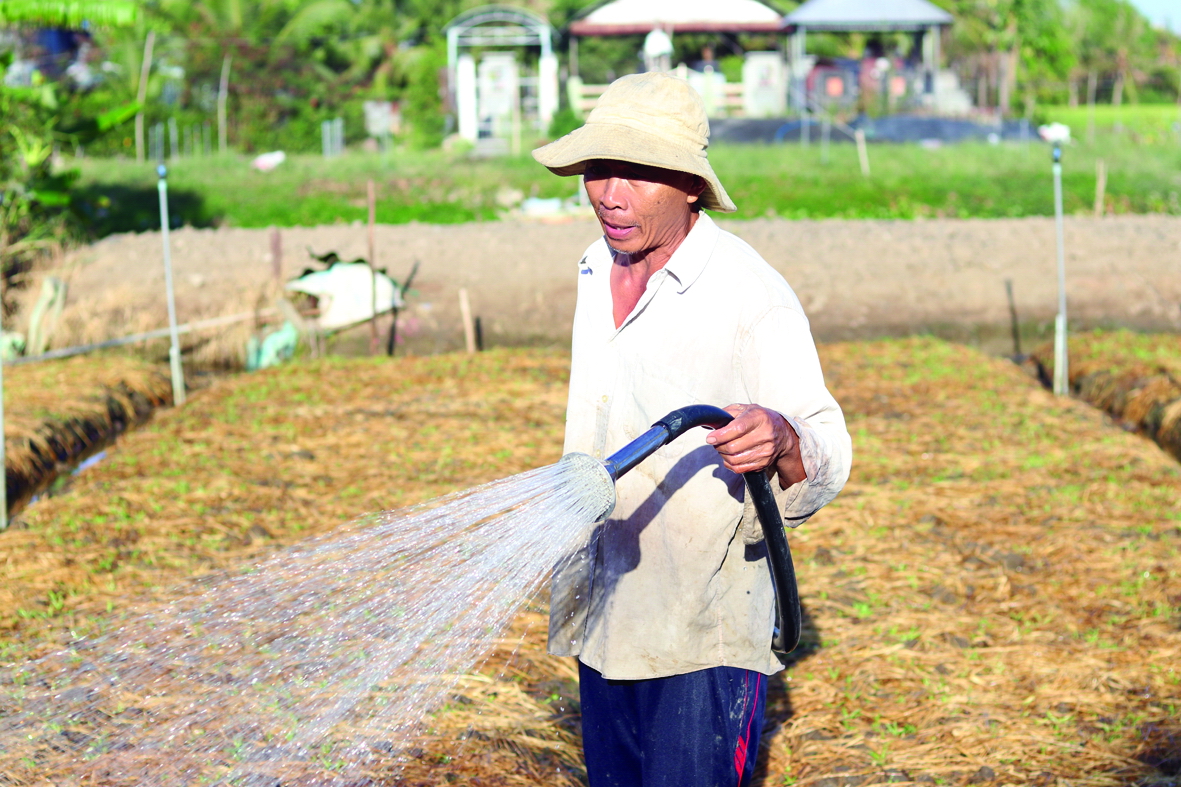 Nông dân phải chia ca để dùng nước còn lại tưới cho cây trồng