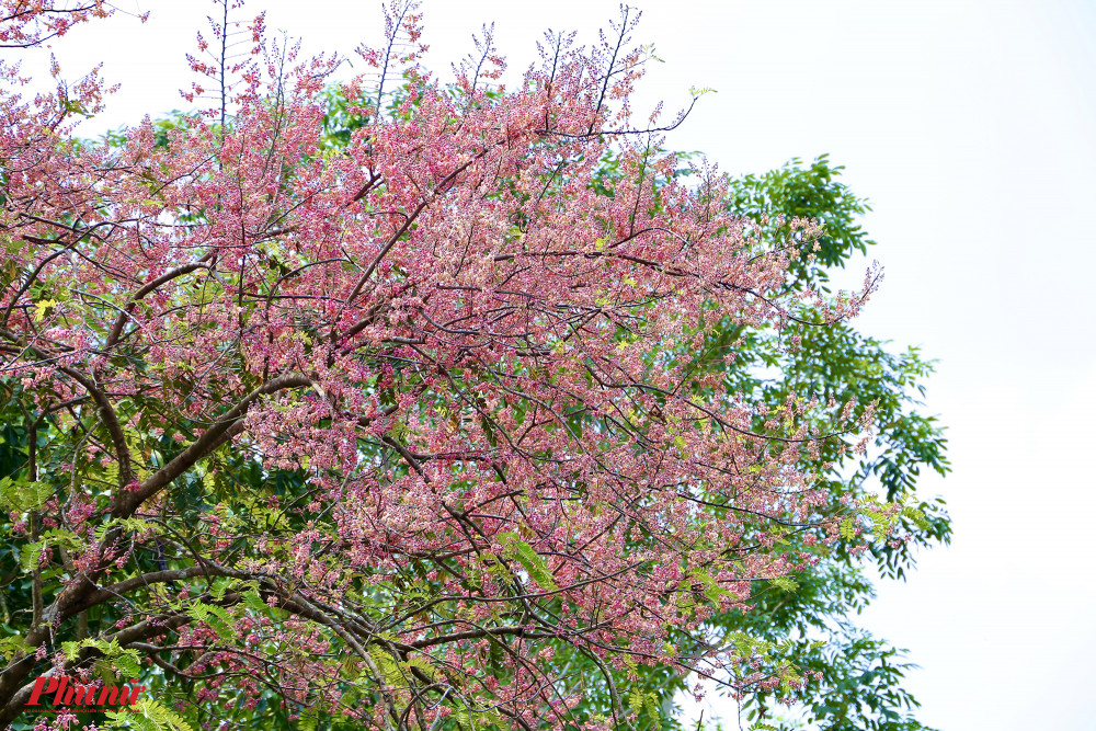 Những ngày đầu tháng 3, khi tiết trời Nam Bộ trở nên ơi bức hơn, cũng là lúc những chùm hoa ô môi bắt đầu bung nở. Sắc hồng tươi tắn giúp chúng được ví như hoa anh đào của miền Tây.