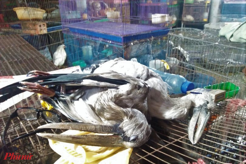 Các loài chim đặc hữu của vùng đất ngập nướcthuôc khu Ramsa Láng Sen (Long An) và Tràm Chim ( Đồng Tháp) được bày bán công khai tại chợ chim Thạnh Hóa. Ảnh: H.C