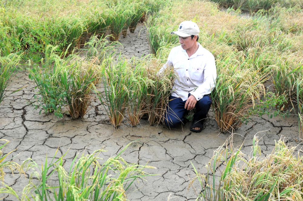 Cây lúa trổ đòng xác xơ trong nắng hạn, hàng vạn gia đình nông dân miền Tây điêu đứng giữa mùa khô  khốc liệt nhất trong hàng trăm năm qua