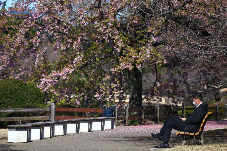 Một người đàn ông ngồi dưới tán hoa anh đào trong công viên quốc gia Shinjuku Gyoen (Tokyo) vào ngày 11/3. Năm nay, chính quyền Chính quyền Tokyo cũng kêu gọi người dân hạn chế tụ tập và tổ chức các bữa tiệc hanami - ngắm hoa anh đào và ăn uống cùng người thân và bạn bè tại các công viên trong thành phố