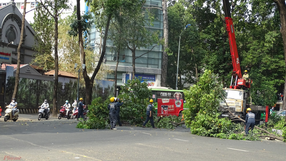  Nhiều cây dầu ở khu vực Hồ Con Rùa ( Quận 1, TPHCM) phải chặt tán để ngăn tai nạn. Ảnh: H.N