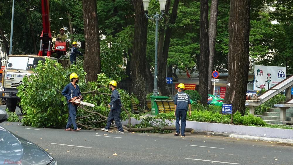 Theo Công ty Công viên Cây xanh, năm nay nhiều cây dầu ra hoa - quả nhiều gây nặng tàn nên công tác cắt tàn mé nhánh đươcj thực hiện sớm để ngăn cây ngã, gãy gây nguy hiểm cho người đi đường. Ảnh: H.N