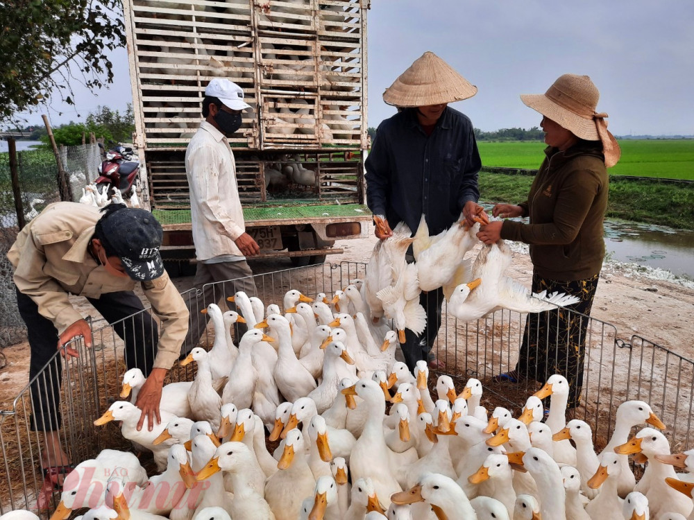 Ông Hồ Văn Thanh, chủ trang trại vịt chạy đồng ở vùng cát Phong Chương có tổng đàn 3.000 con đến đã quá thời gian xuất chuồng gần 20 ngày những vẫn chưa tìm được đầu ra khiến cho ông gặp rất nhiều khó khăn. Mỗi ngày ông chi gần 6 tạ thức ăn với tổng số tiền 5 triệu đồng, đó là chưa kể công chăm sóc