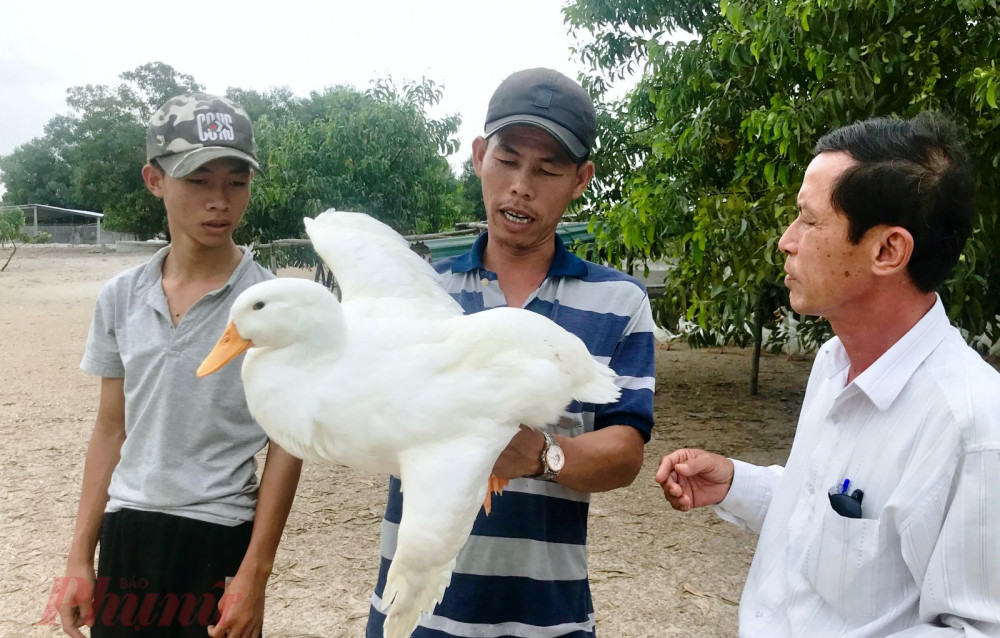Cũng như tình trạng của anh Thành, bà Lê Thị Thìn, ở xã Điền Lộc hiện thả nuôi 4 đàn vịt với số lượng lên đến 10.000 con. Hiện, có trên 6.000 con, với trọng lượng bình quân 2,5 kg/con đã vượt quá thời gian xuất bán gần 15 ngày nay nhưng vẫn bế tắc thị trường đầu ra