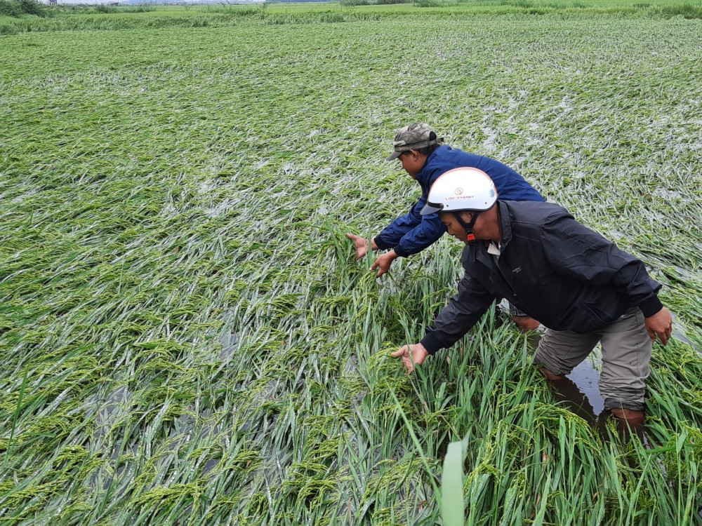 Lật từng bông lúa đang ngậm sữa bị đỗ ngã ngập chìm trong nước ở chân ruộng cạnh bên phá Tam Giang ông Đặng  Duy Thanh ở thôn Thuận Hòa xuýt xoa, vụ này  tôi làm gần 2 ha ruộng, dự định là 15 ngày nữa là gặt lúa  Giờ đã có 5 sào nước ngập ngã đổ, không biết khi nào tháo hết nước trong ruộng ra. Dự định ban đầu mỗi sào cho năng suất hơn 3 tạ lúa, giờ thì mất trắng cả rồi.