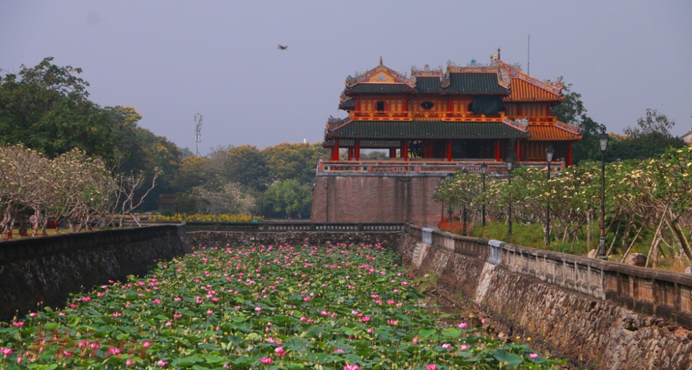 Nhừng ngày này sen nở khắp thành nội, đi dọc hộ thành hào những ngày giãn cách xã hội đi đâu cũng thấy sen hồng tỏa hương thơm ngát