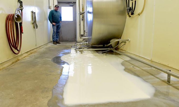 Một hộ chăn nuôi bò nhìn hơn 20.000 lít sữa mỗi ngày bị đổ bỏ vì không thể bán ra thị trường