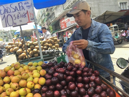 Mọi năm mận Trung Quốc cũng bắt đầu có hàng cùng lúc với mận Hà Nội với mức giá rẻ bèo, trái to, đẹp hơn mận trong nước.