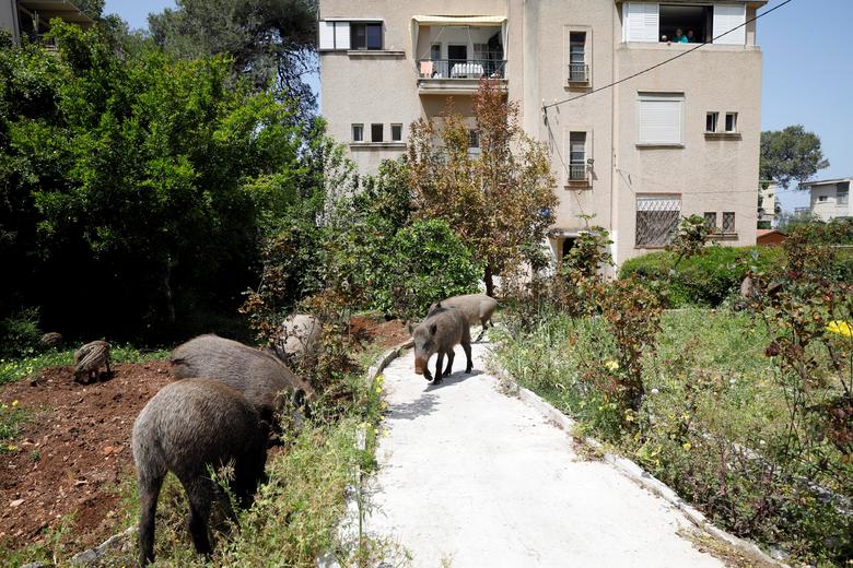 Một đàn heo rừng kéo vào khu dân cư ở Hafa, miền bắc Israel hôm 16/4. Nếu như lúc trước, thi thoảng lợn rừng có xuất hiện vào ban đêm thì nay khi đường phố vắng vẻ, chúng lang thang trên đường phố cả ngày. 