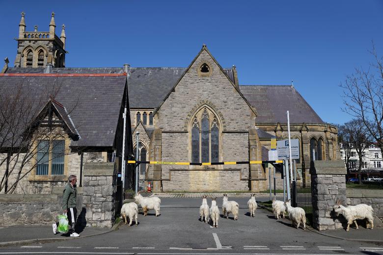 Một đàn dê xâm chiếm khuôn viên một nhà thờ ở Llandudno, Wales, Anh khi không gian nơi đây trở nên hoang vắng khi không có ai qua lại.