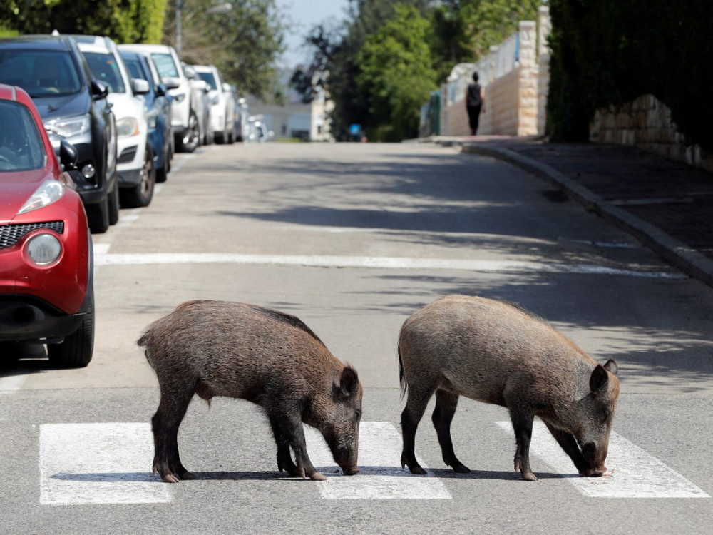 Những con lợn rừng lang thang khắp các khu dân cư ở thành phố Haifa phía bắc Israel