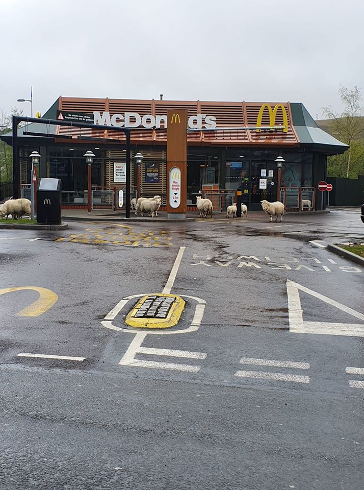  Ở Ebbw Vale, Wales, cừu được phát hiện tại một cửa hàng McDonald địa phương.