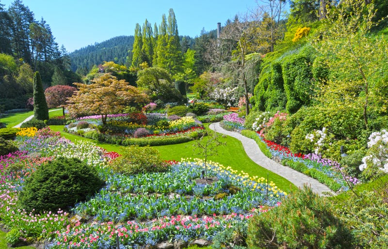 Vườn Butchart có diện tích hơn 200.000 mét vuông, trồng 900 giống cây. Vùng đất từng thuộc sở hữu của Xi măng Portland và vợ của chủ sở hữu, Jennie Butchart, đã biến khu vực này thành những khu vườn được hàng triệu du khách yêu thích mỗi năm.