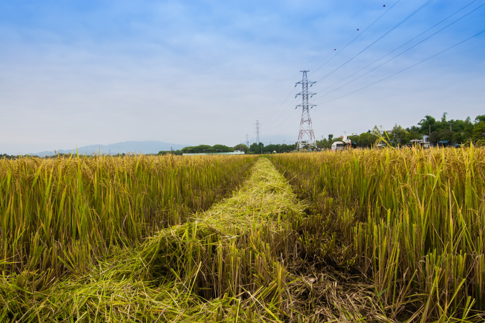 Vụ đông xuân năm nay nông dân toàn tỉnh Quảng Nam gieo sạ hơn 42.000ha lúa. Theo ước tính, năng suất lúa bình quân toàn tỉnh đạt khoảng 58 tạ/ha, tăng 0,5 tạ/ha so với đông xuân năm ngoái.