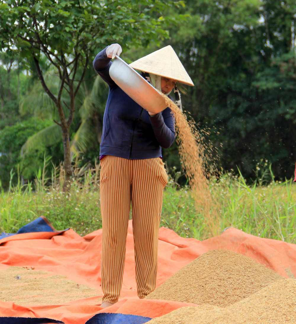 Bà Nguyễn Thị Vân, nông dân xã Hòa Châu (Hòa Vang) cho biết năm nay gia đình bà thu hoạch được khoảng 67 tạ lúa/ha; cao hơn so với vụ mùa năm ngoái. Lúa thu hoạch xong bà tranh thủ phơi ngoài đồng và de để loại bớt hạt lép trước khi đóng bao đưa về