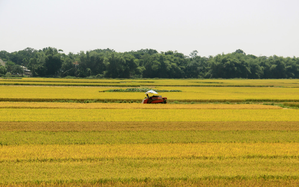 Ngành nông nghiệp TP.Đà Nẵng ước tính, qua kết quả gặt lúa ở một số xã của huyện Hòa Vang, Cẩm Lệ có thể ước tính, năng suất lúa vụ đông xuân năm nay của thành phố đạt hơn 63 tạ/ha, cao hơn vụ đông xuân năm ngoái khoảng 2 tạ/ha.