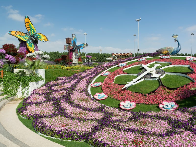 Vườn Dubai Miracle được mệnh danh là vườn hoa tự nhiên lớn nhất thế giới. Khu vườn kỳ diệu tại Dubai này có hơn 60 loại hoa, rộng khoảng 18 mẫu Anh. Mỗi năm đều thu hút hơn 1 triệu lượt du khách tới đây thưởng ngoạn.