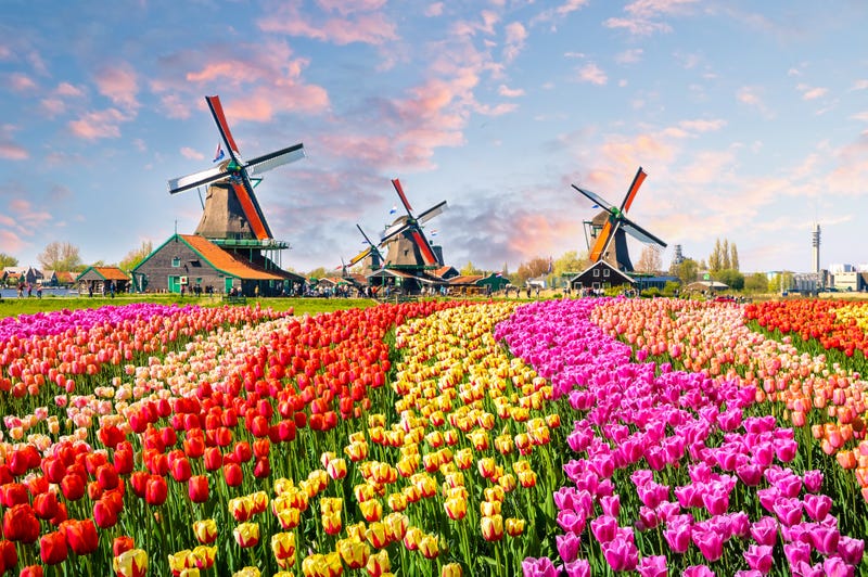 Nằm giữa Amsterdam và Hague, Keukenhof là một trong những vườn hoa lớn nhất thế giới. Mỗi năm, 7 triệu củ được trồng ở đó, bao gồm hoa tulip nổi tiếng của Hà Lan và các loại hoa khác như lục bình và thủy tiên.